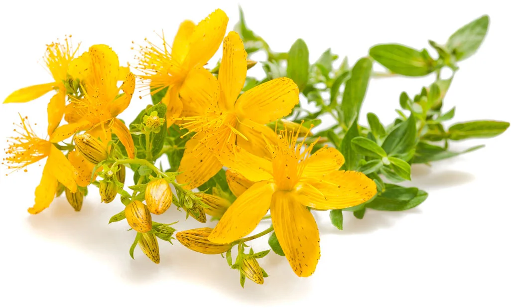 St-Johns-Wort-PMDD.jpg