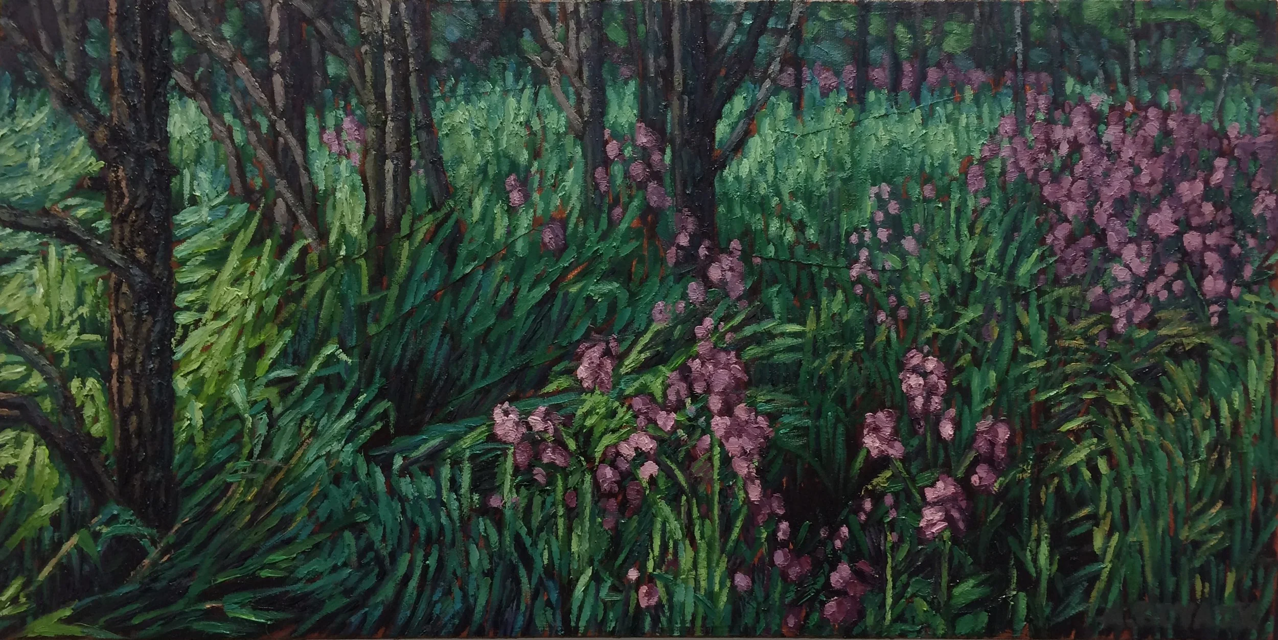 Field of Phlox.24x12.JPG