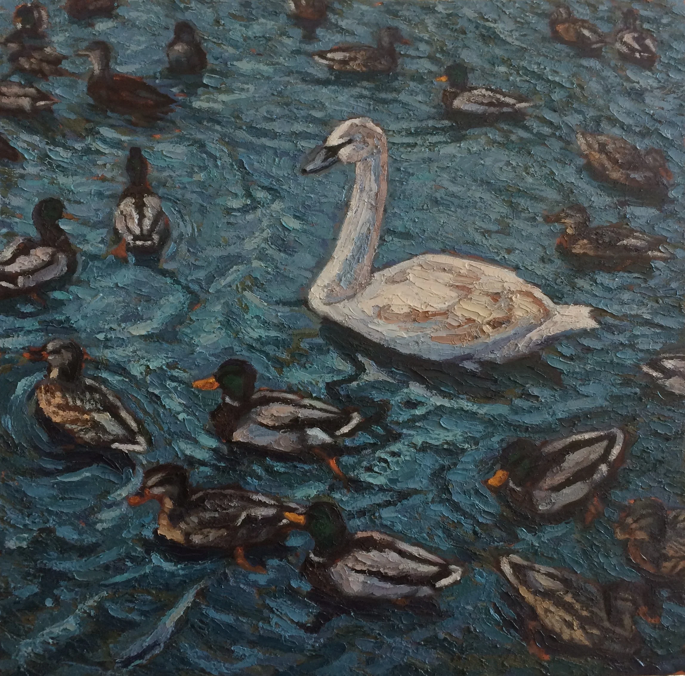 GreyBeak.24x24.JPG