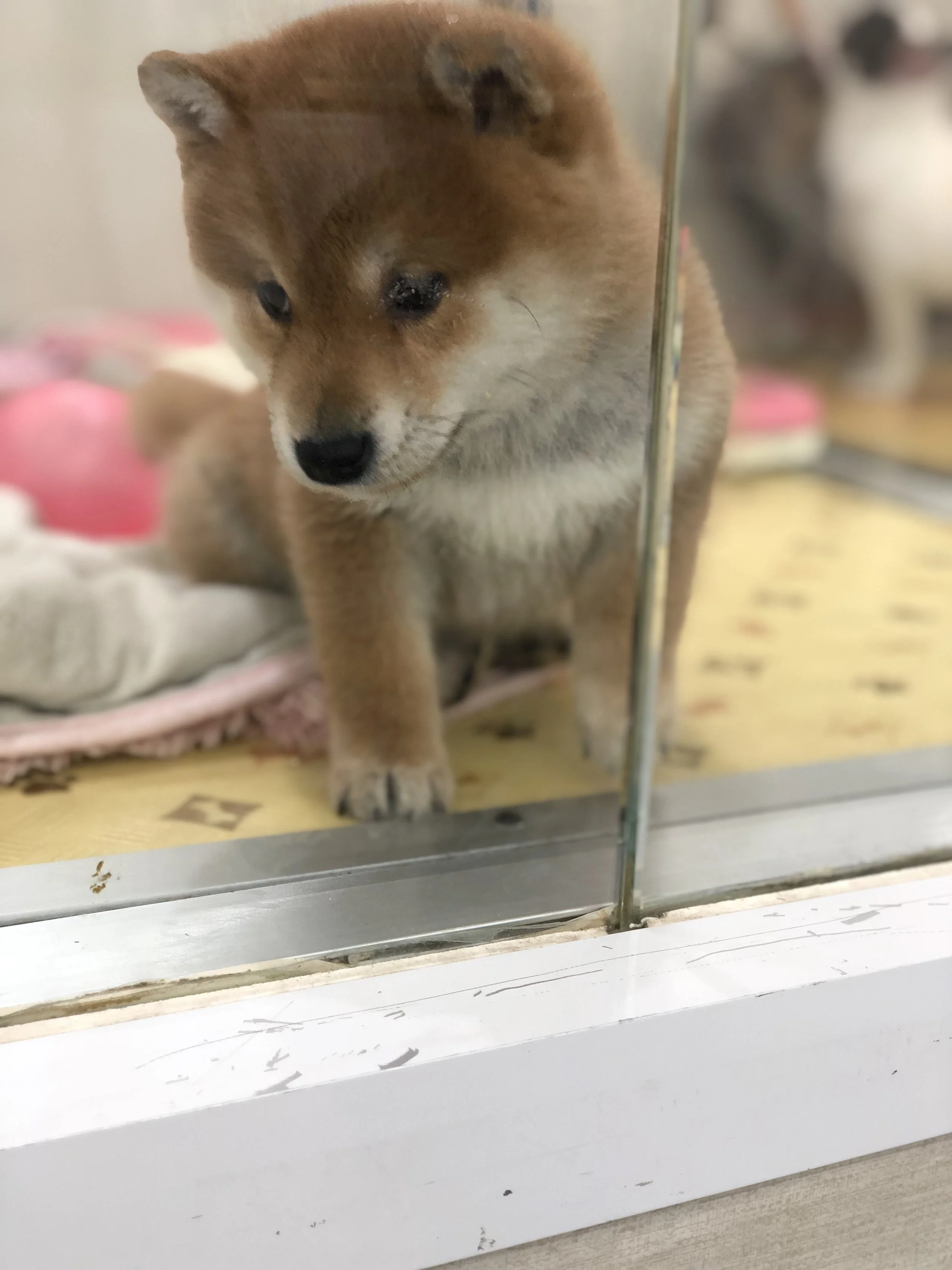 Could. Not. Resist.