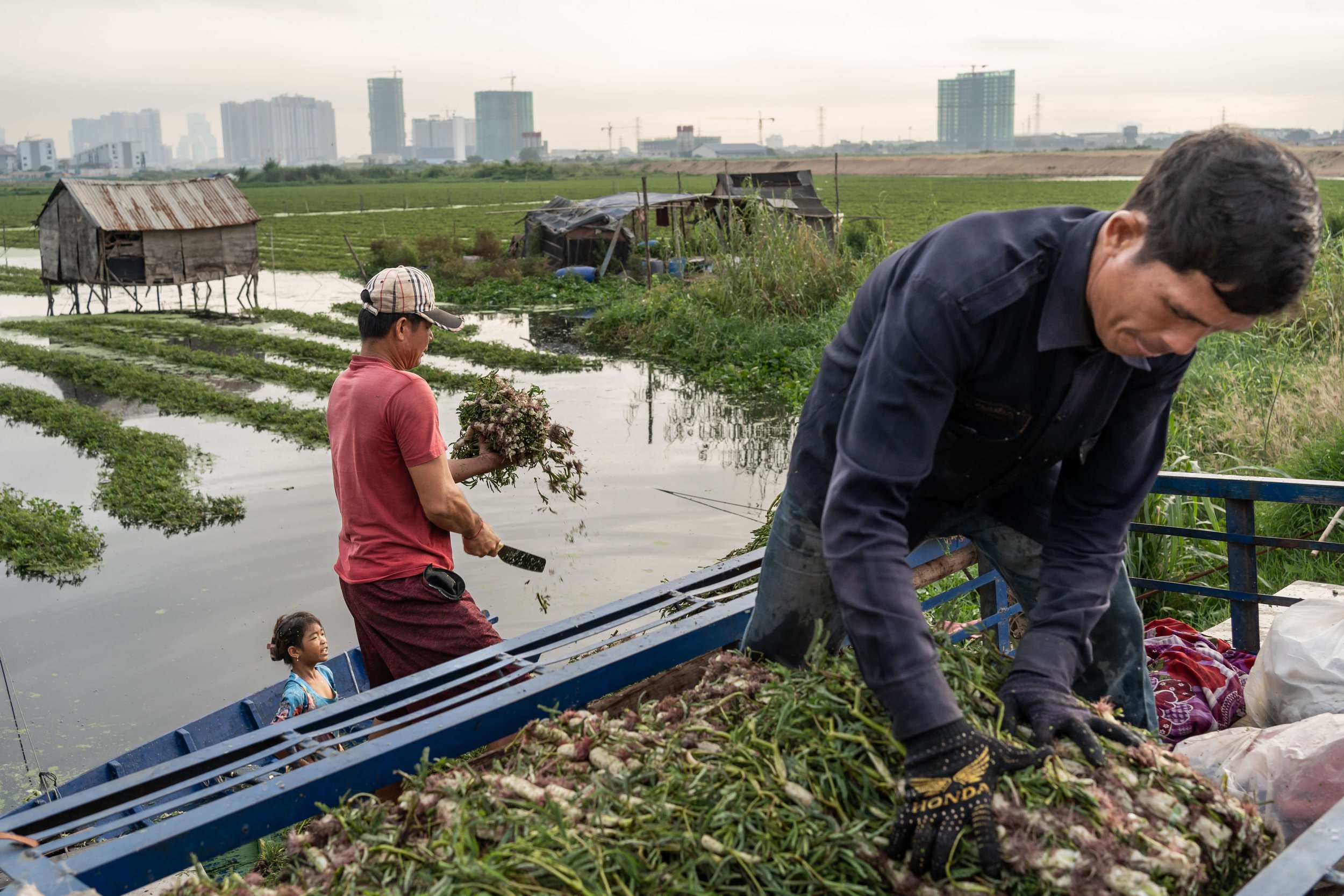  Middlemen load their bikes with water mimosa, a crop that commonly grows on the wetlands, before selling it at one of the city’s bustling markets. Water mimosa, along with a number of other semi-aquatic plants, commonly grows in the wetlands, suppor