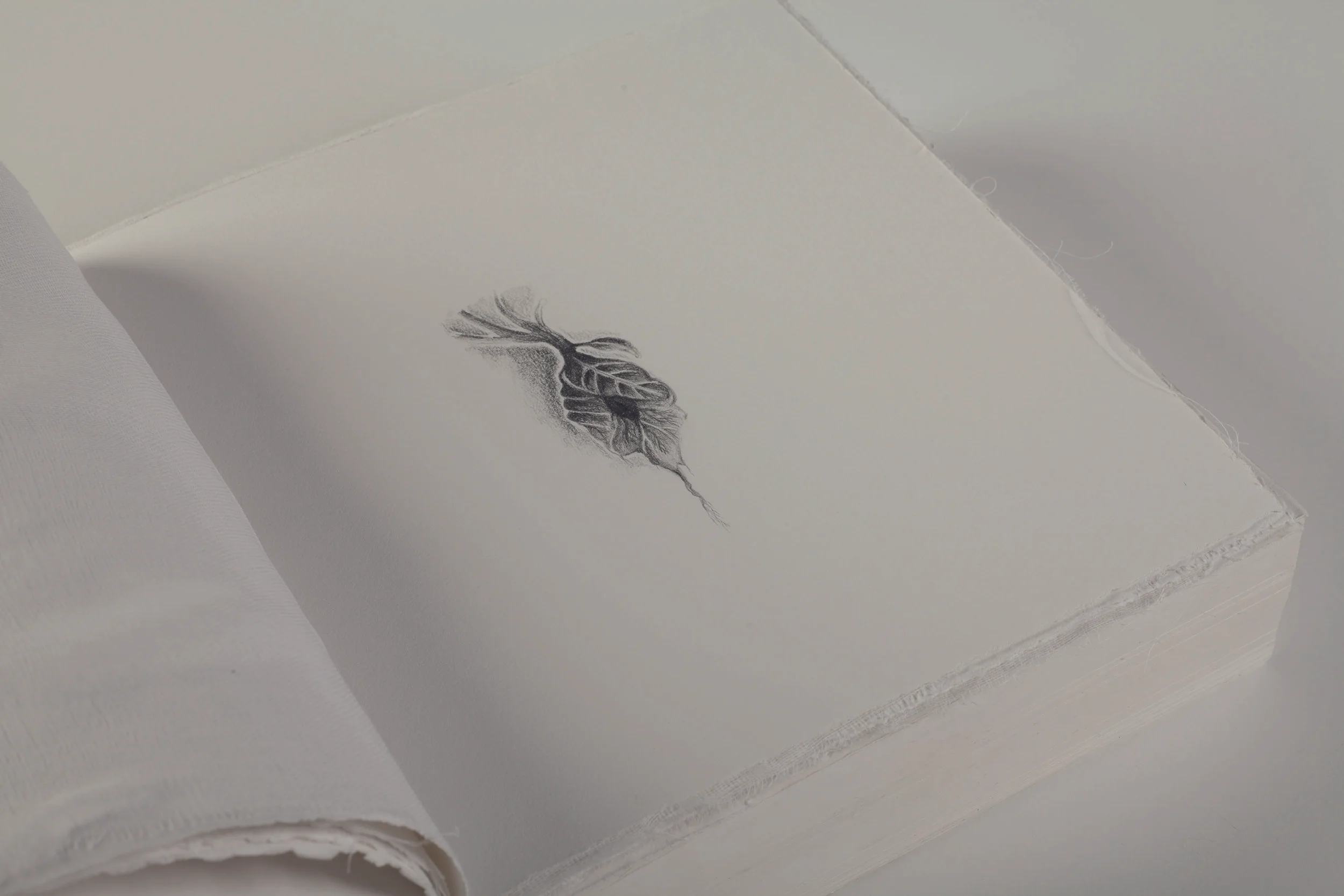 illustration: page 5