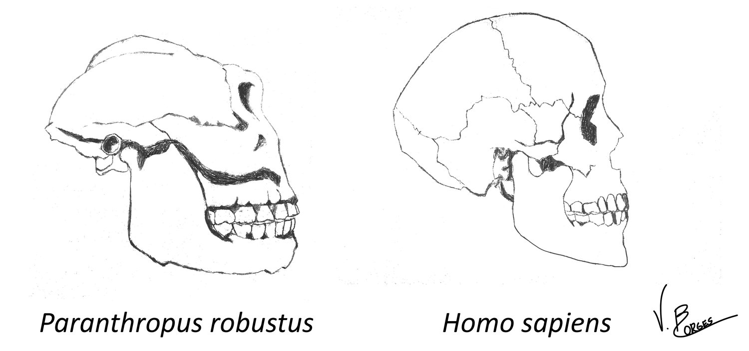 Homo and paranthropus4.jpg