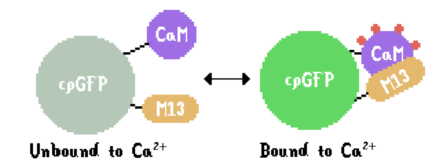 Figure 1. Schematic of conformations of GCaMP, unbound and bound to calcium ions.