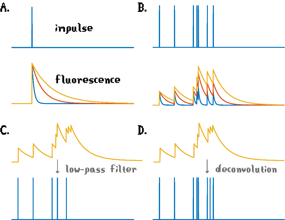 Figure 2. Filtering of spiking by GCaMP kinetics. (A) A single impulse generates different fluorescence signals depending on the GCaMP type used. (B) The slower GCaMP types have lesser correlation coefficients between impulse and modeled fluorescent data (0.43, 0.19, and 0.14 for simulated decay times of 10, 40, and 100 ms, respectively). (C) A low-pass filter can lose fast consecutive spikes because the immediate neighboring signal has a higher baseline. (D) A deconvolution algorithm uses the information from GCaMP and the proximity of fluorescent activity to achieve better results. Data recreated utilizing a MATLAB script available on github.com/bernardosabatini/impulseCorrelations/.   