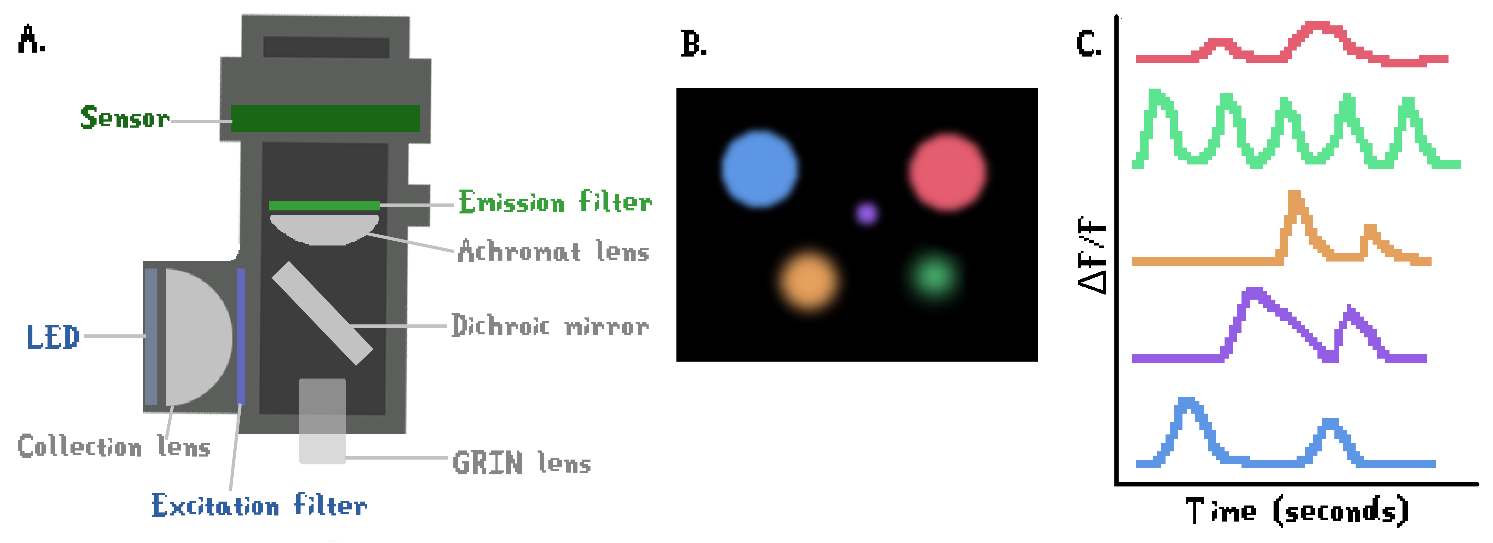 Figure 5. Schematic of miniscope structure and data visualization. (A) General components of a miniscope; (B) Neuronal populations observed with a miniscope camera; (C) ΔF/F traces for single neurons in miniscope data (see Section 8.2 for specifics of the analysis pipeline).