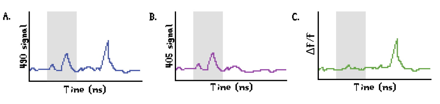 Figure 6. Visualization of ΔF/F calculation for fiber photometry. Motion artifacts can be observed when the blue and purple signals follow the same pattern (grey segment). By adjusting the GCaMP-dependent signal (A) with the GCaMP-independent signal (B), it is ensured that the output (C) is representative of actual GCaMP activity.