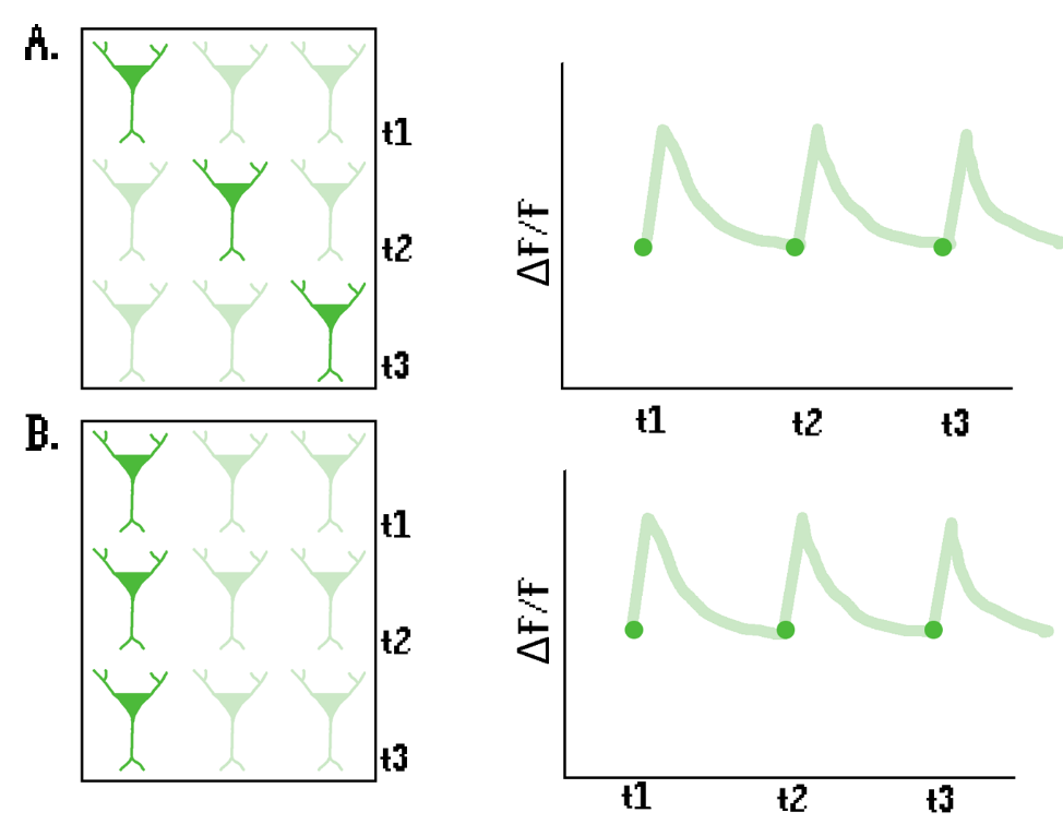 Figure 10. Illustration of how the lack of spatial resolution of FP may lead to confounding effects. In a population of 3 neurons, (A) each neuron firing once and (B) the same neuron firing three times lead to the same ΔF/F signal.