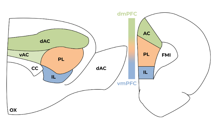 Figure 2. Coronal section of the rat’s medial prefrontal cortex. Adapted from (Mcklveen, Myers, Herman, & Herman, 2015)