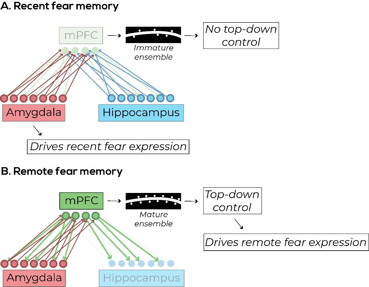 Figure 3. Differentiation of engrams at recent and remote timepoints in fear memory. Adapted from Kitamura et al. (2017).