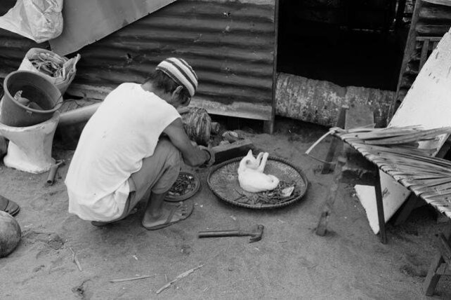 cat in basket, haiyan response, philippines