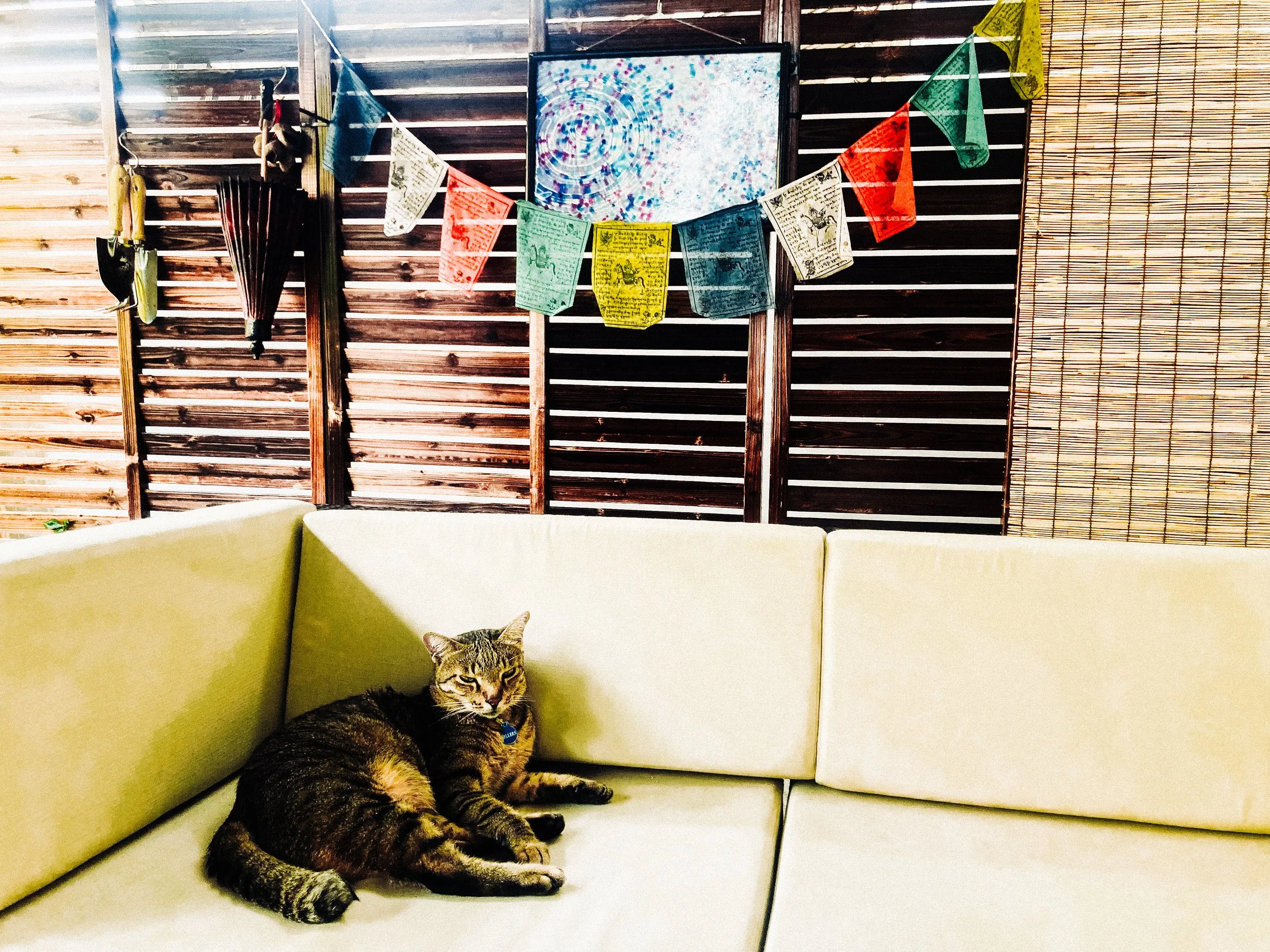 His Majesty lounges