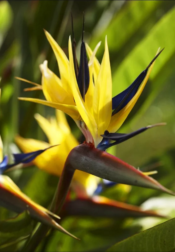 The exquisite Mandela’s Gold Strelitzia at Kirstenbosch