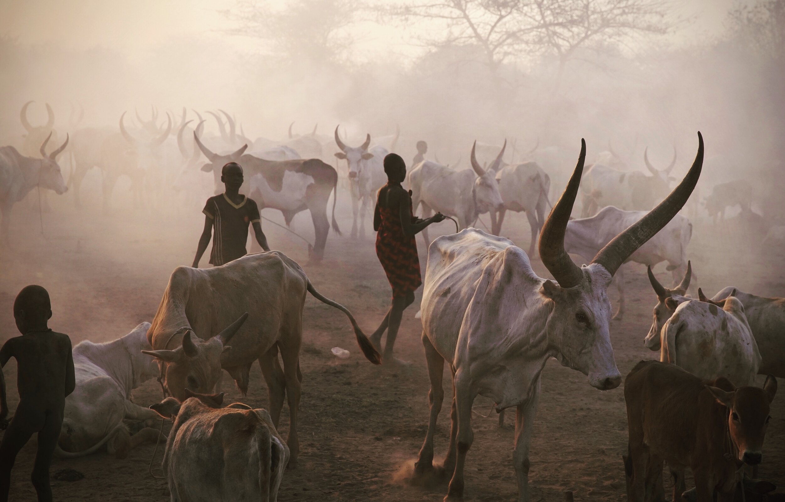   When humans and animals meet smoke, dust and light. Mundari cattle camp, South Sudan  