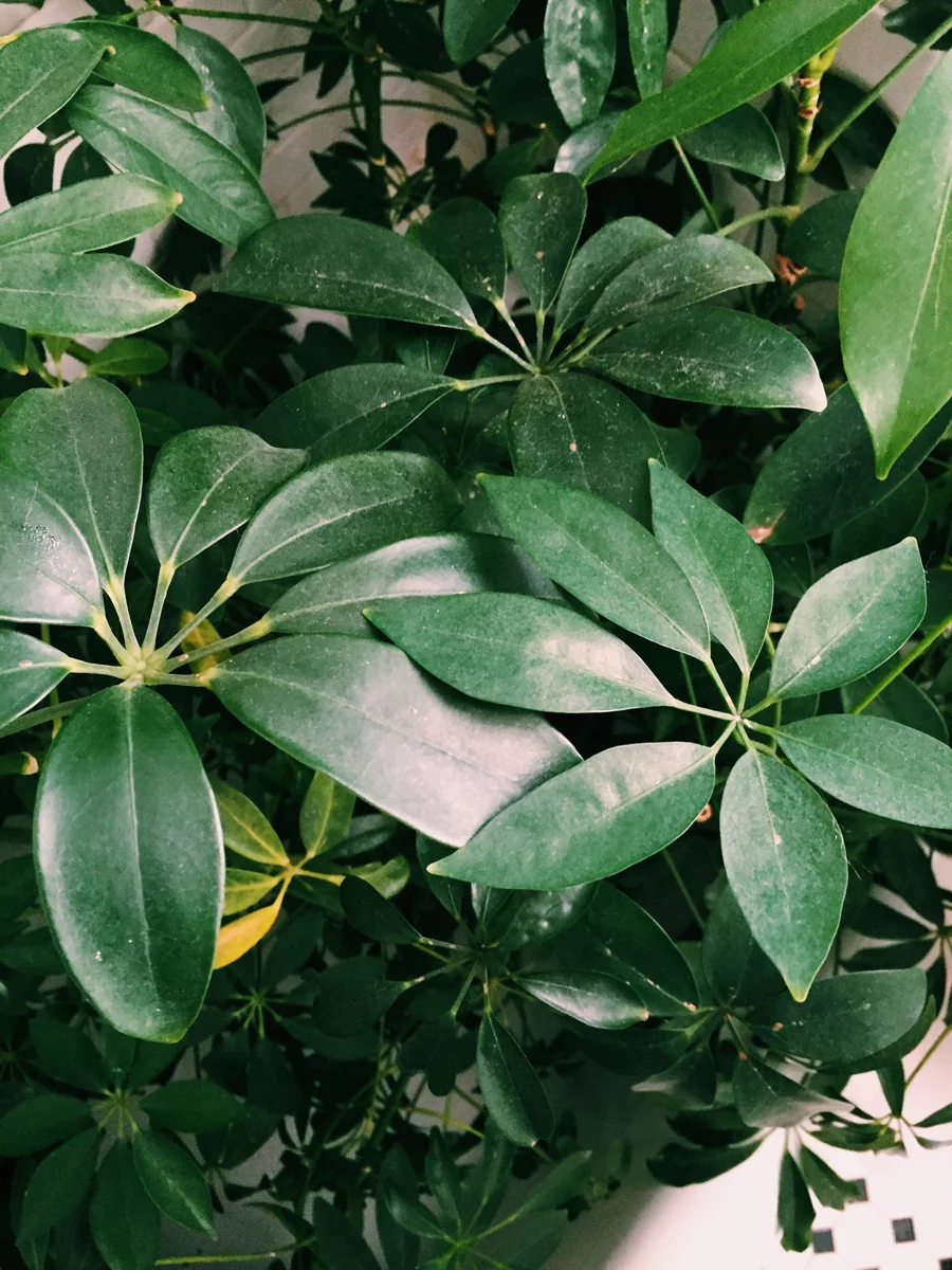 brookecourtney_showeryourplants-2.jpg