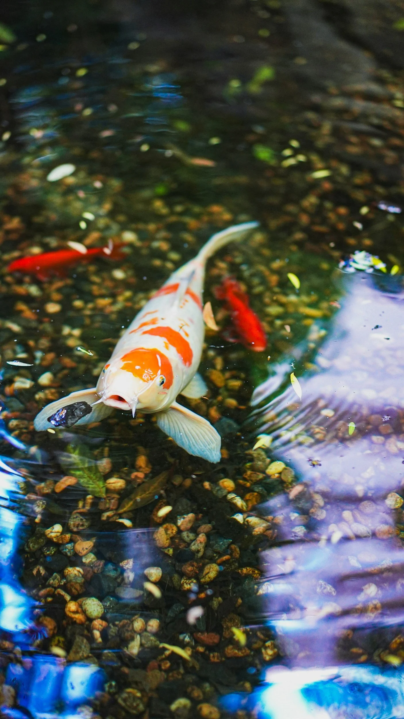 koi fish in clear water guarantee
