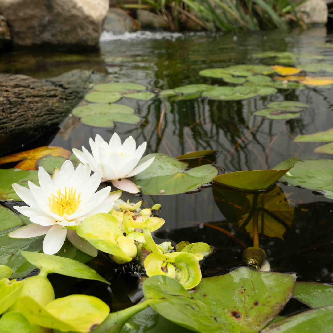 Why Is My Pond Losing Water? Troubleshooting for Homeowners in Northern Indiana