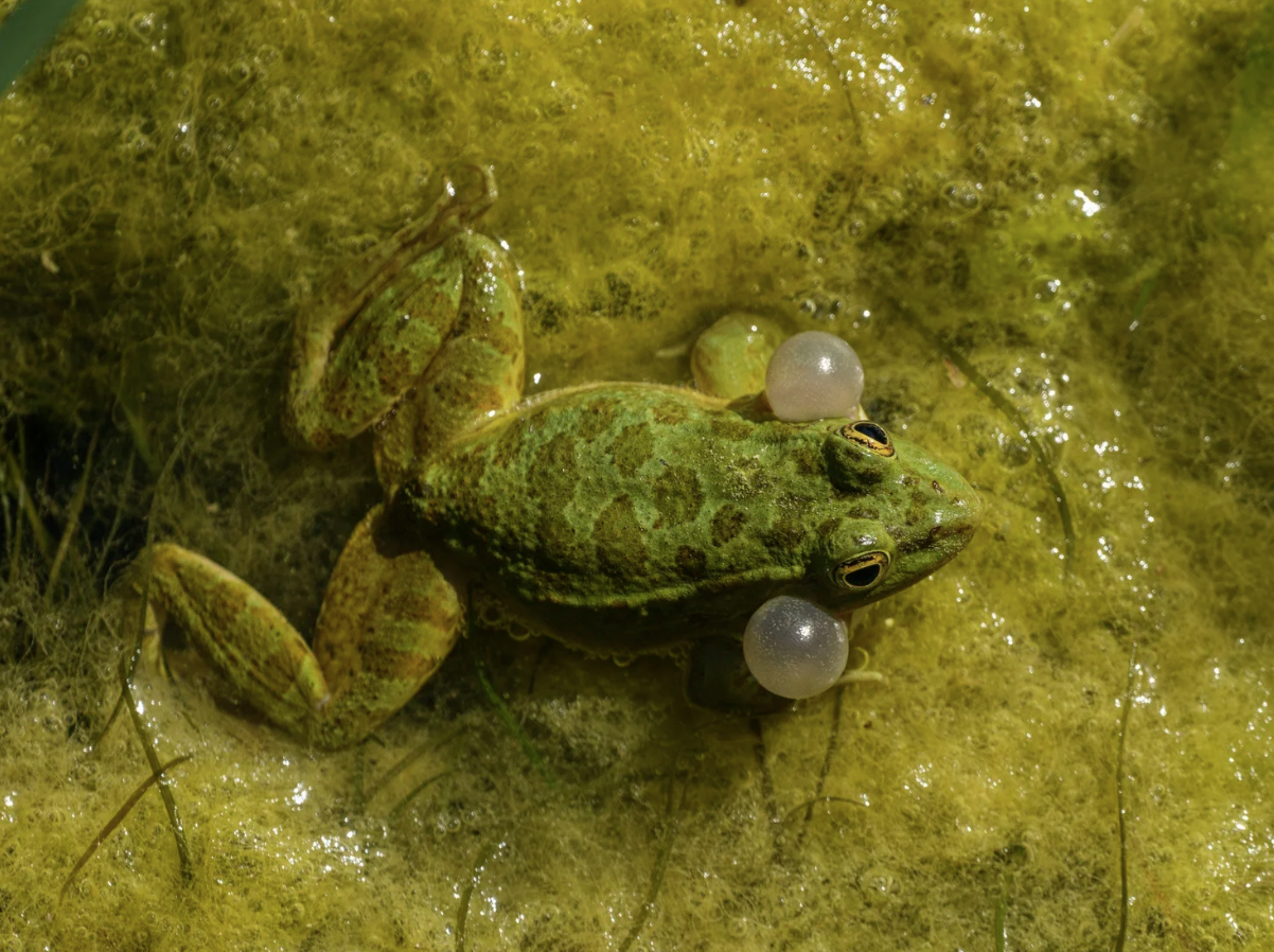 Why Small Backyard Ponds Are Harder to Maintain Than Larger Ecosystem Ponds