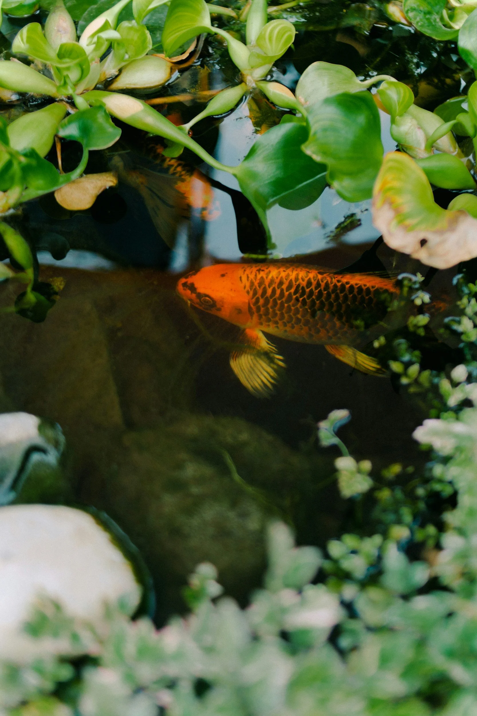 koi fish swimming in shallow water