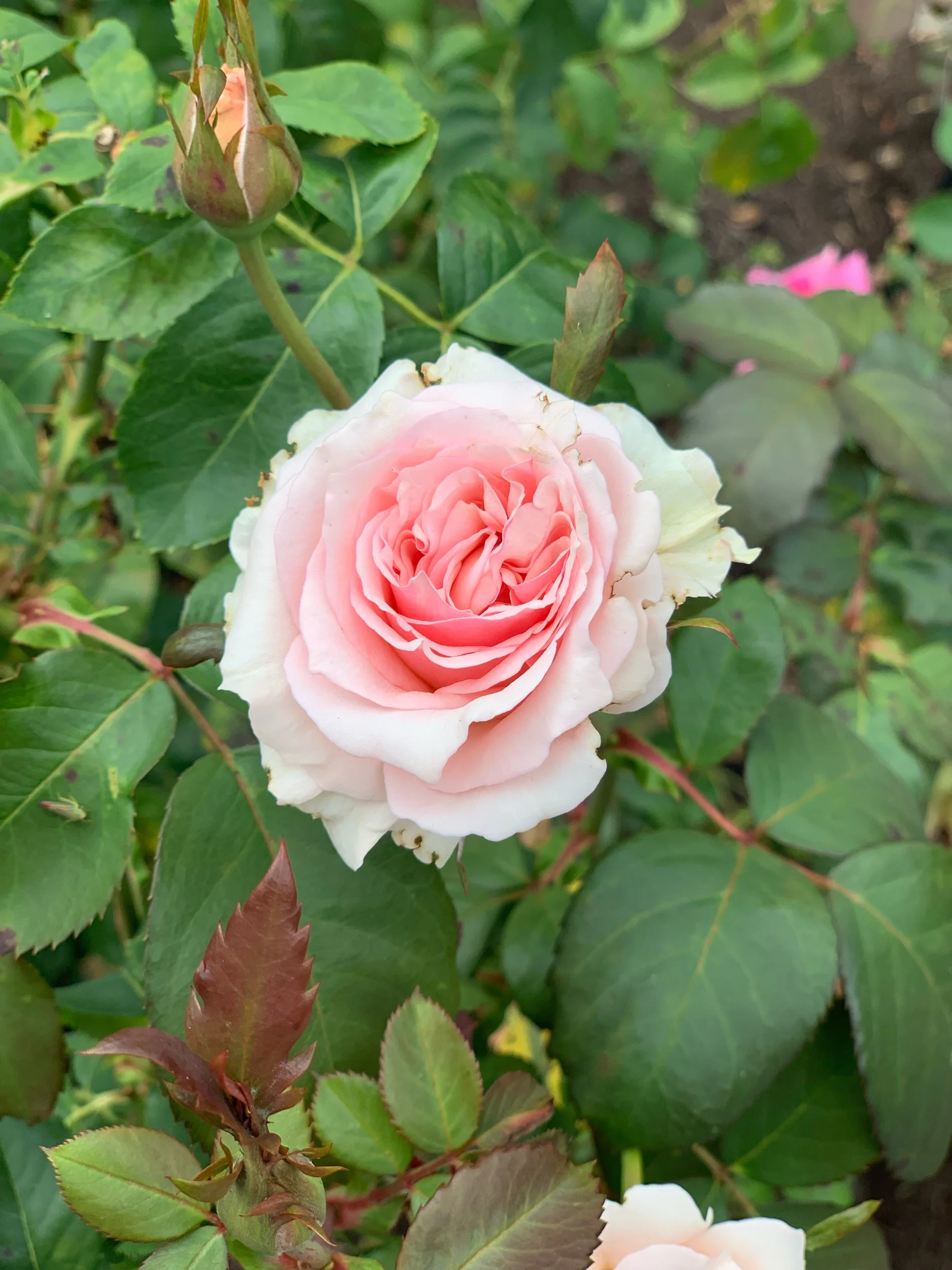 Single and Content...Is It Possible? 