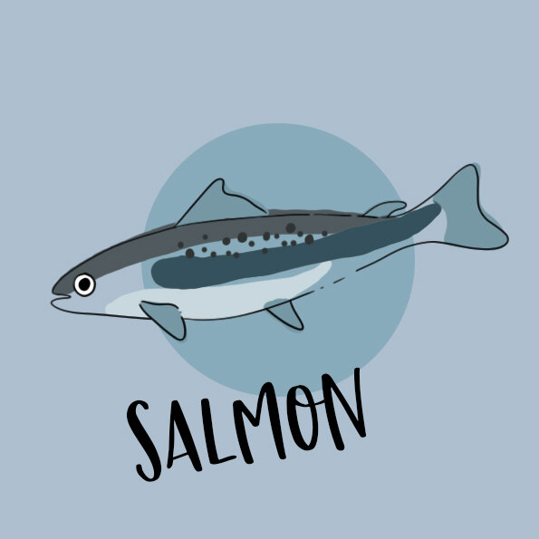 Salmon.jpg