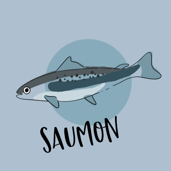 Salmon_FR.jpg