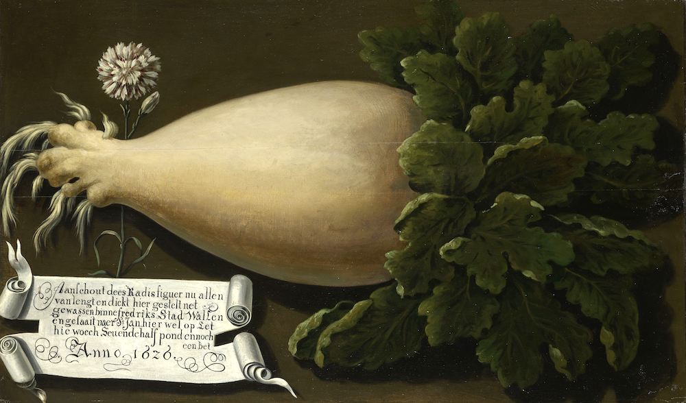 Image: A Giant Radish, anonymous, 1626, Rijksmuseum. Used with permission.