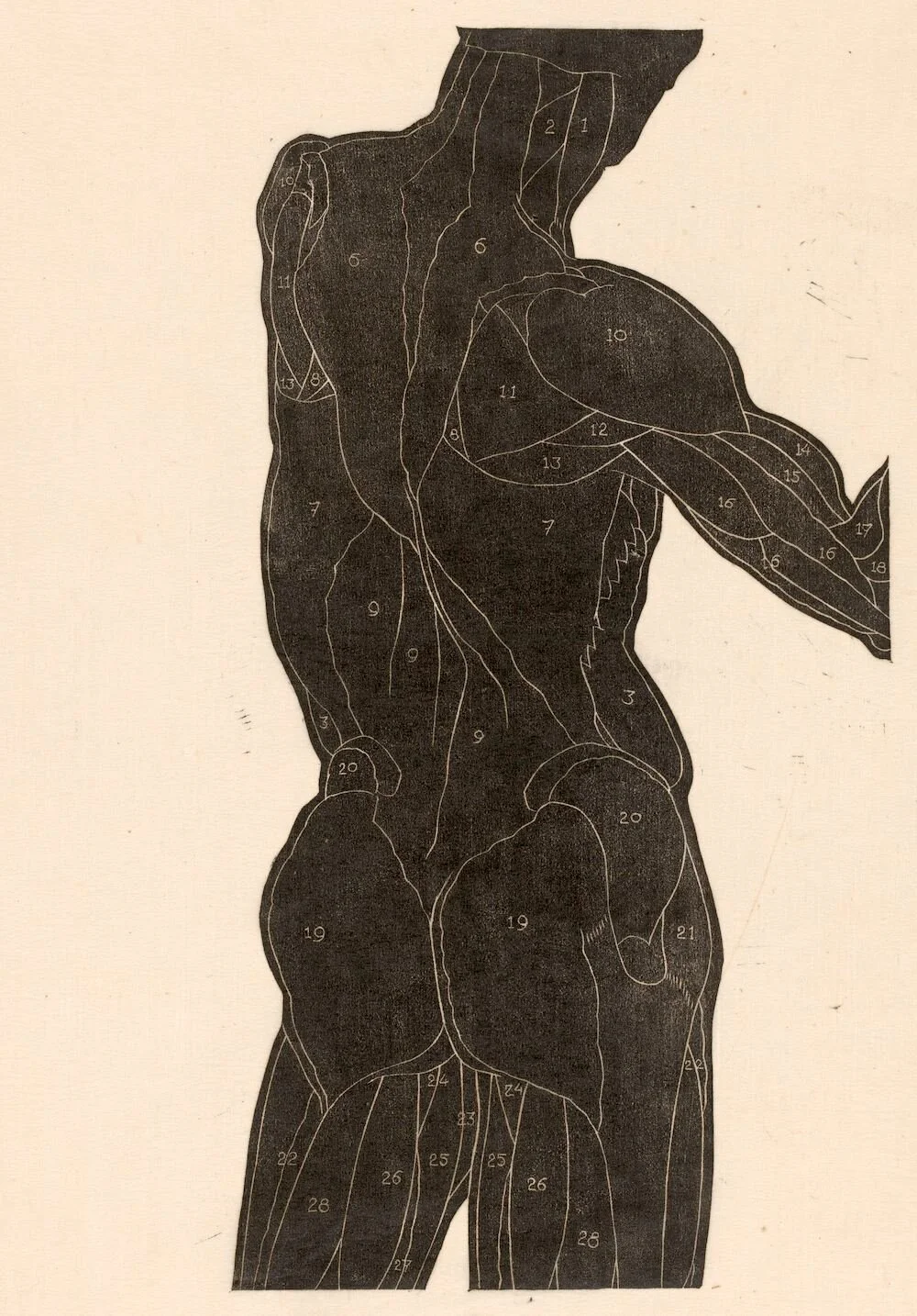 Above: NOT a guy from my gym. Image: Anatomische studie van de rug- en bilspieren van een man in silhouet, Reijer Stolk, 1906 - 1945 , Rijksmuseum. Used with permission.