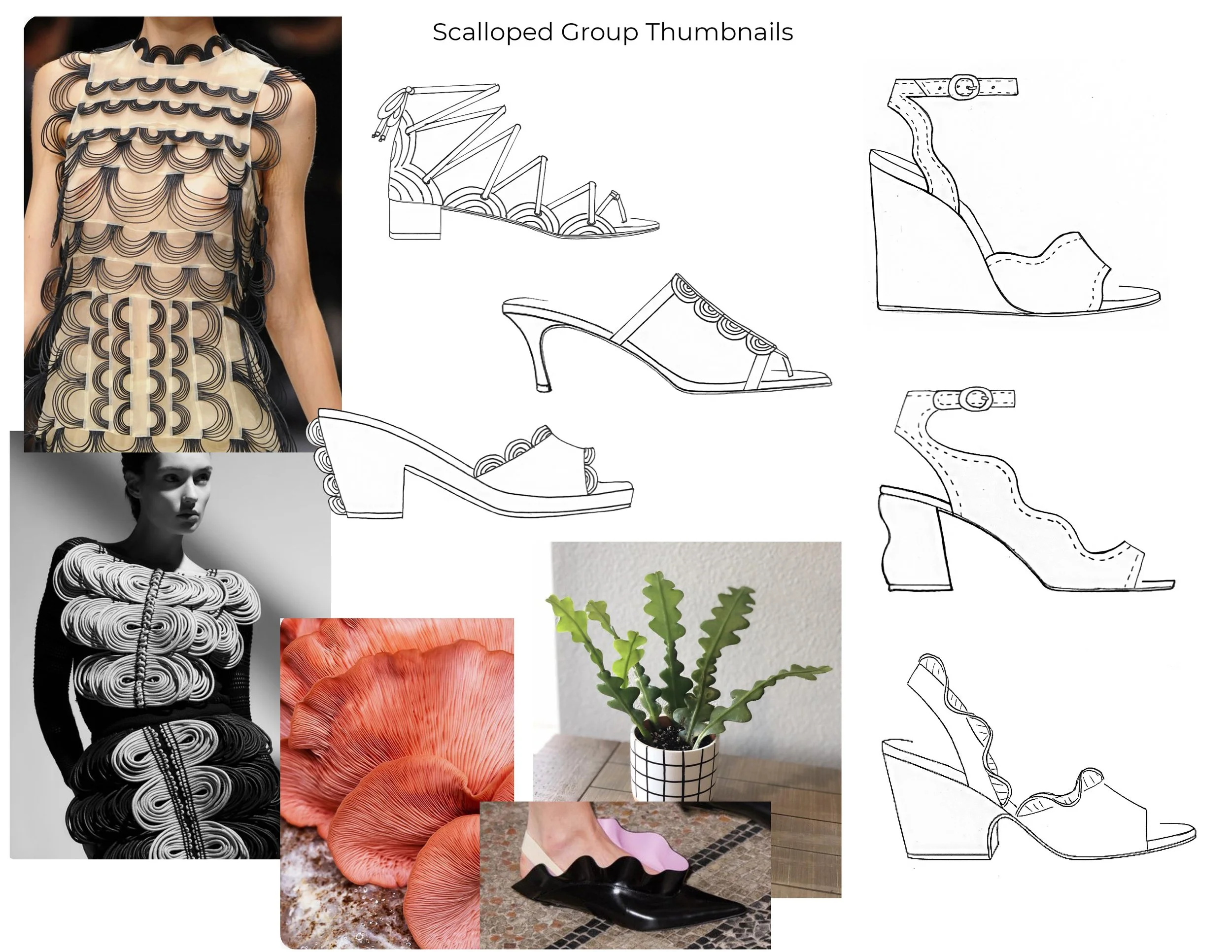 Scallop Group Thumbnails