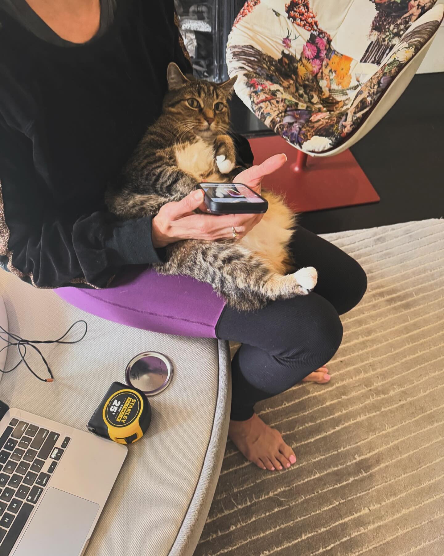 Jobsite visit this am! This made my Monday extra Happy today! 
Meet Milo, my client&rsquo;s 3 legged mush!!&bull;&bull;Of course, he needed to sit in on this meeting and be involved in our discussion about throw blankets. 😻

#designer #catsofinstagr