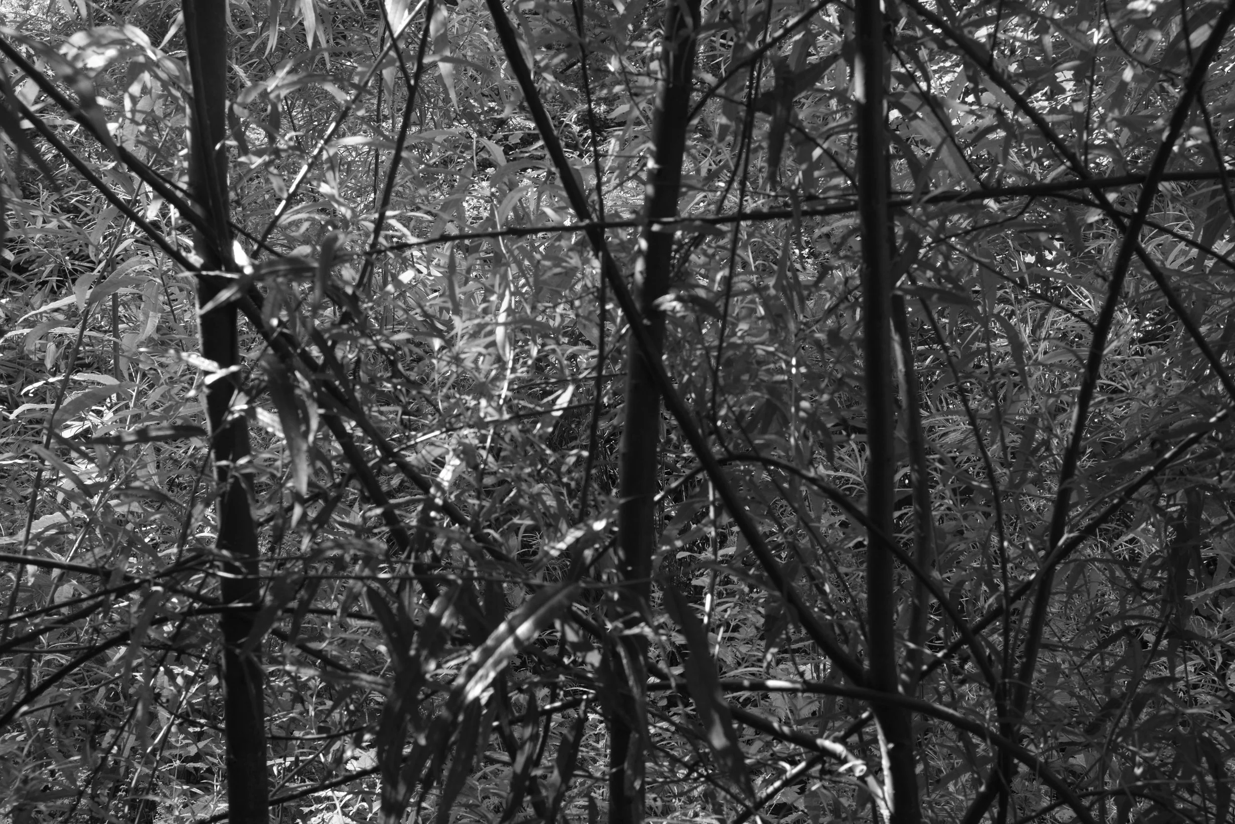 012 field (1607).jpg