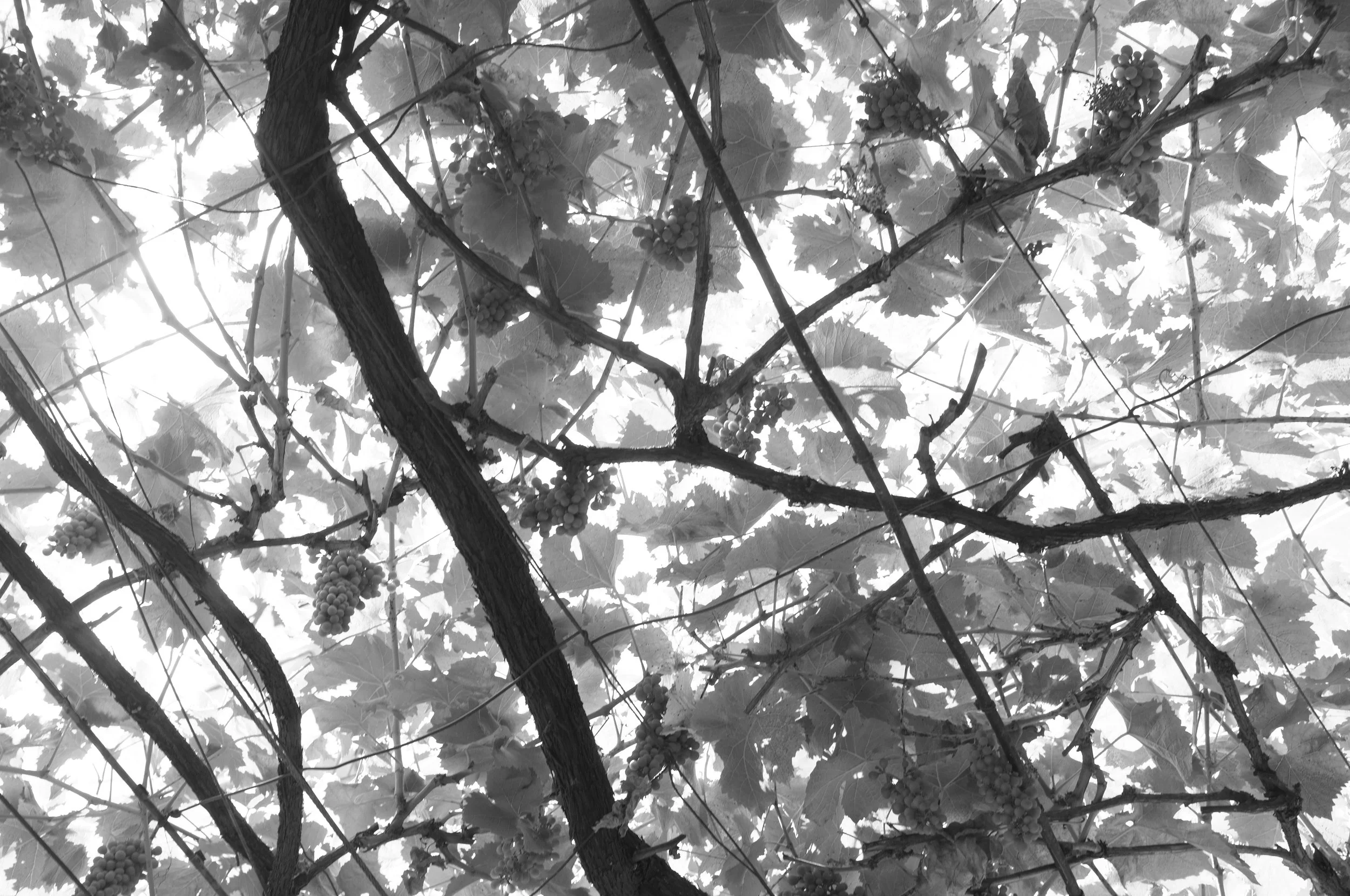 014 field (1907).JPG