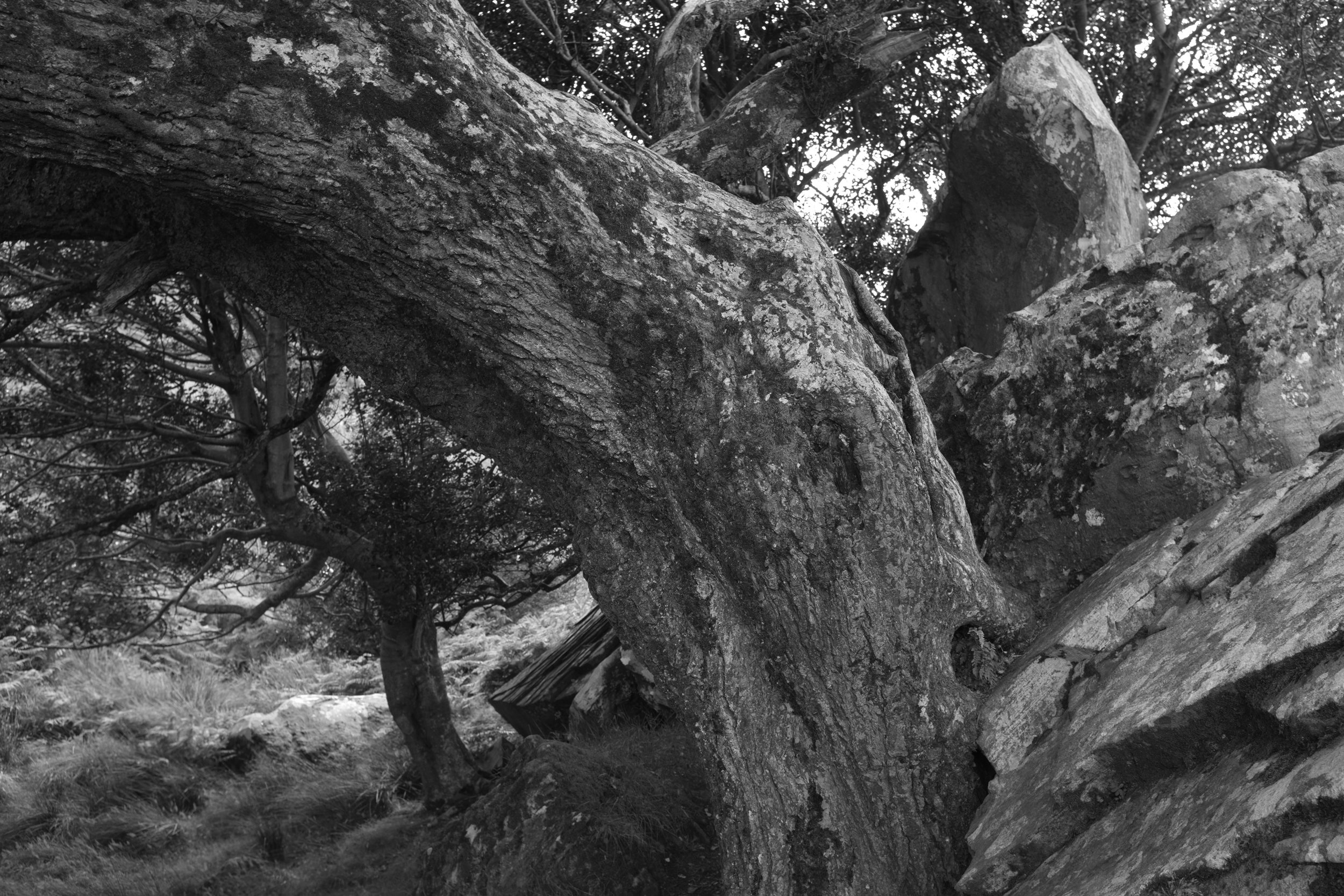 017 sticks (1607).JPG