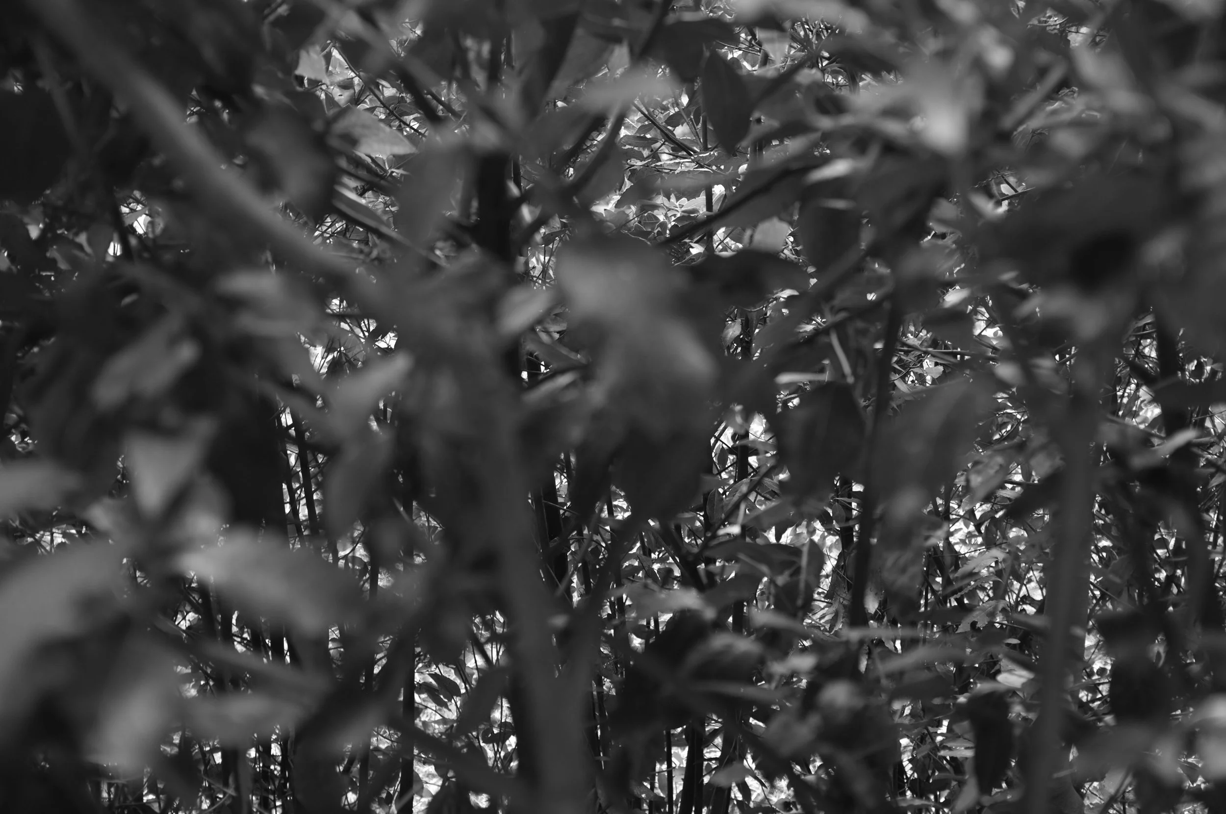 19a foliage copy.jpg