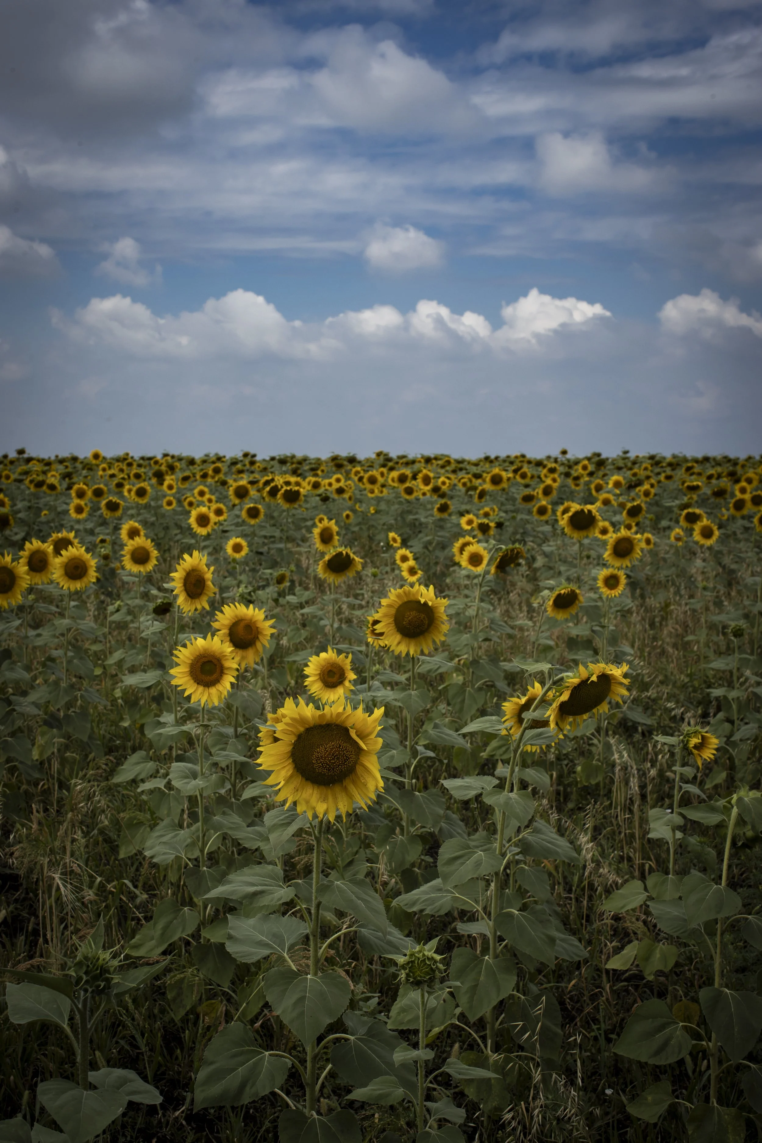 586-01_00169_S17I8764_Jack Goras.jpg