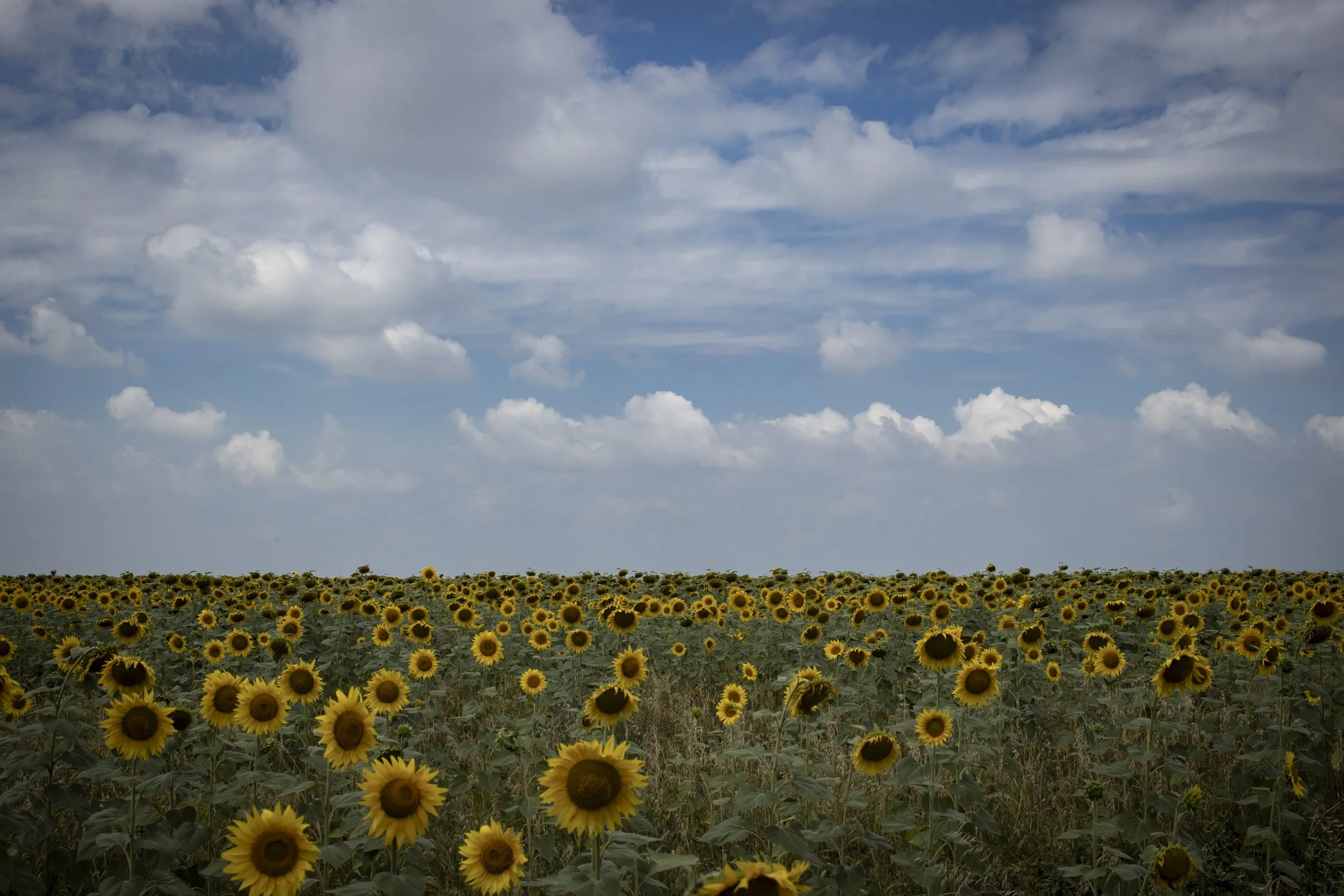 586-01_00165_S17I8760_Jack Goras.jpg