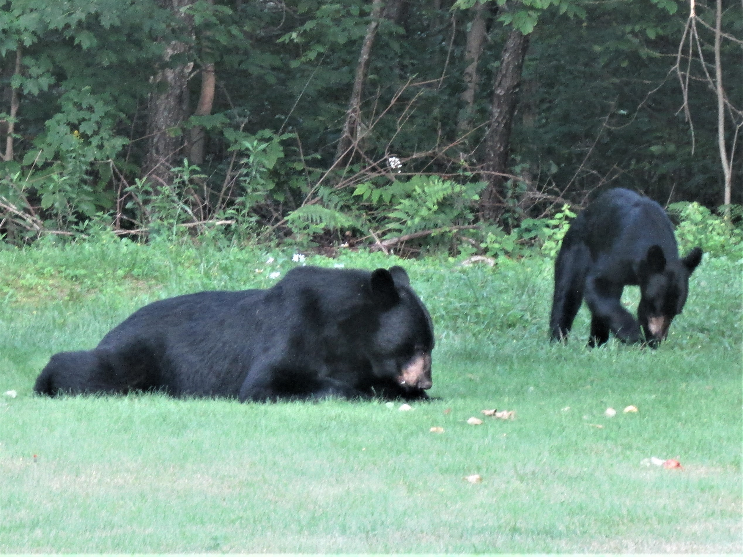 Bear and Cub
