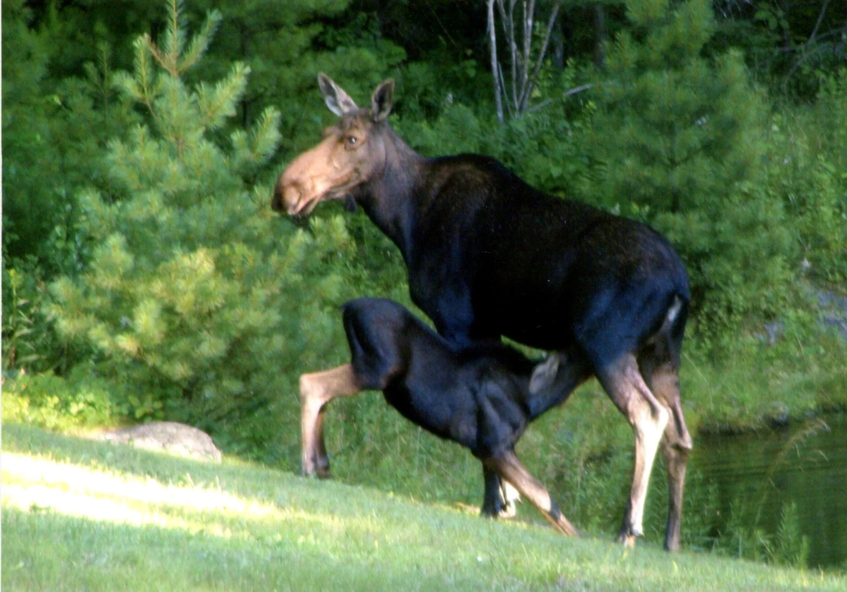 Nana's Moose, Orange, New Hampshire