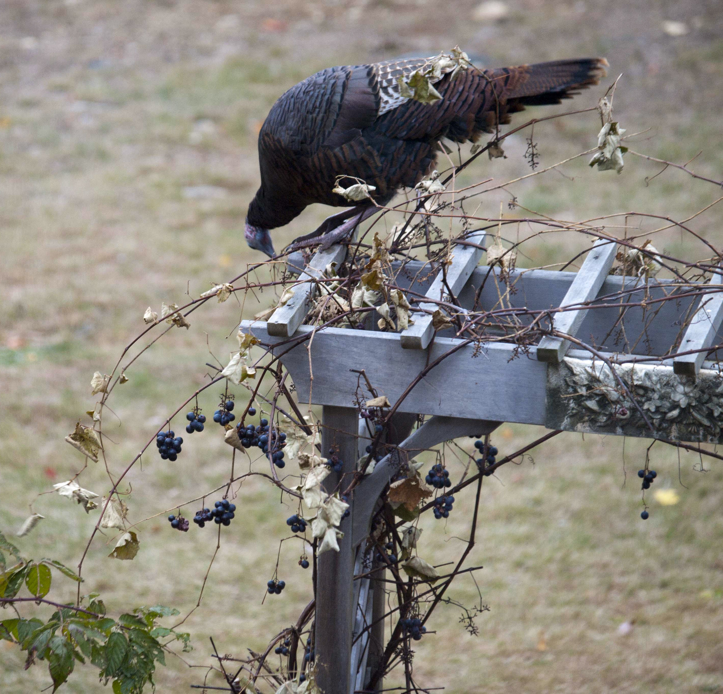 Gobbler Gobbling Grapes
