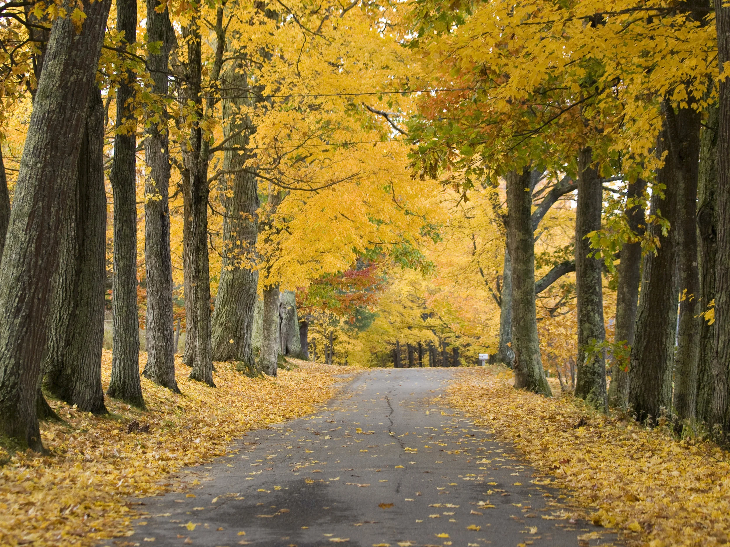 Fall Foliage, Tuttle Hill Road, Orange, New Hampshire