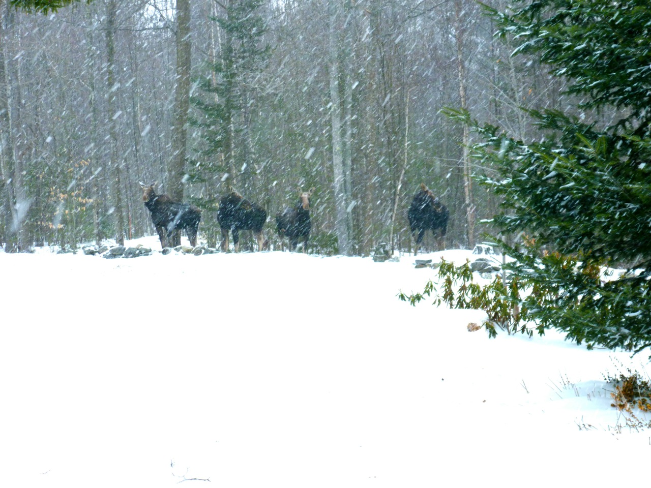 Moose in Snowstorm, Orange, New Hampshire