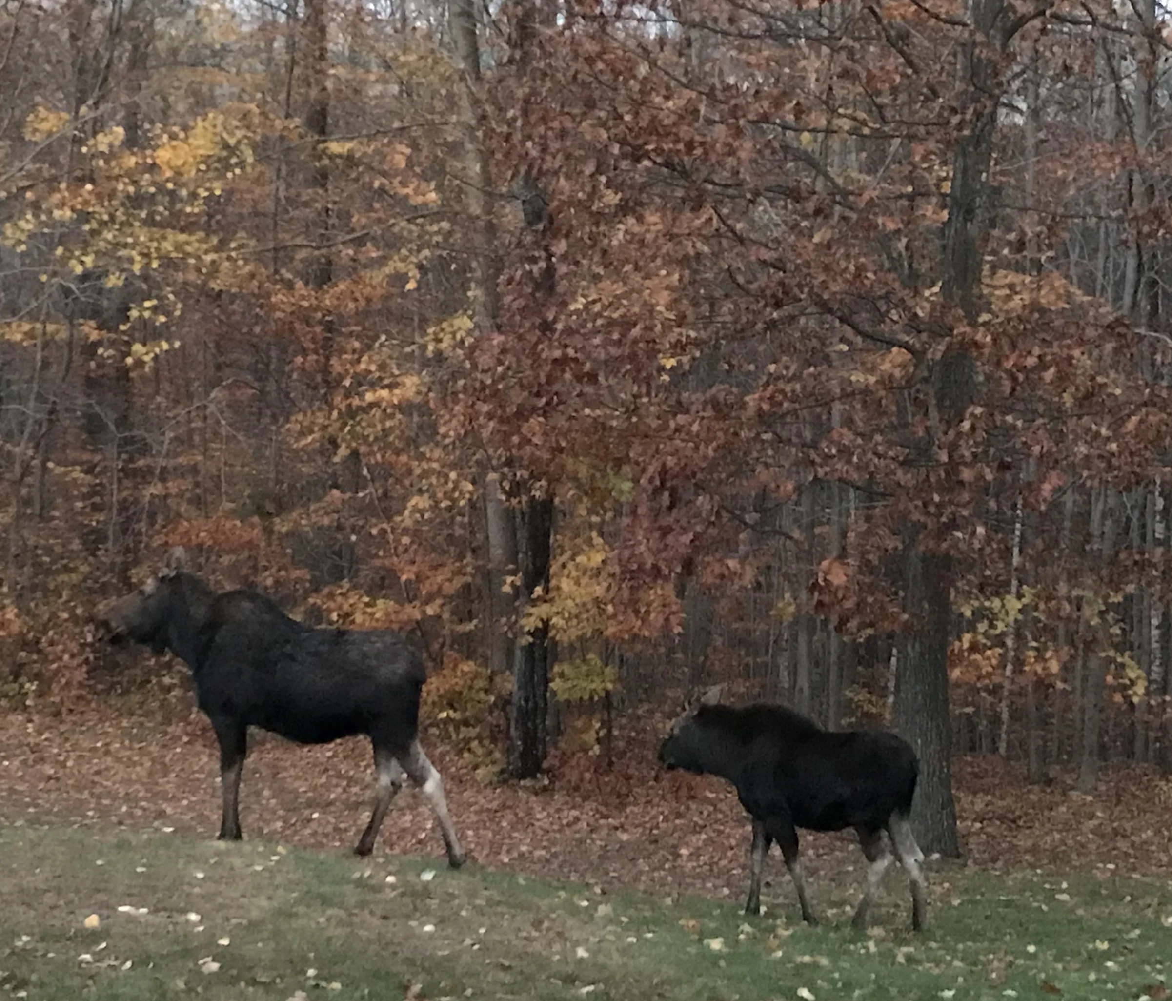 Mom and Calf Moose