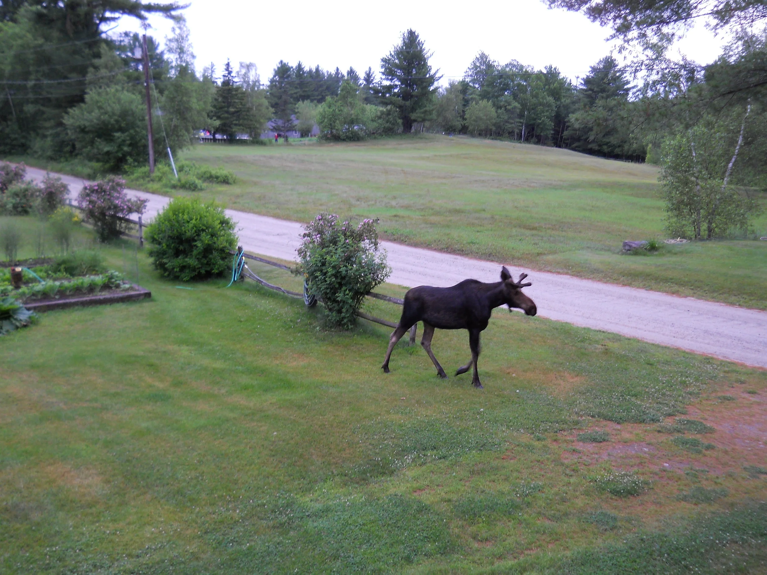 Moose in Yard