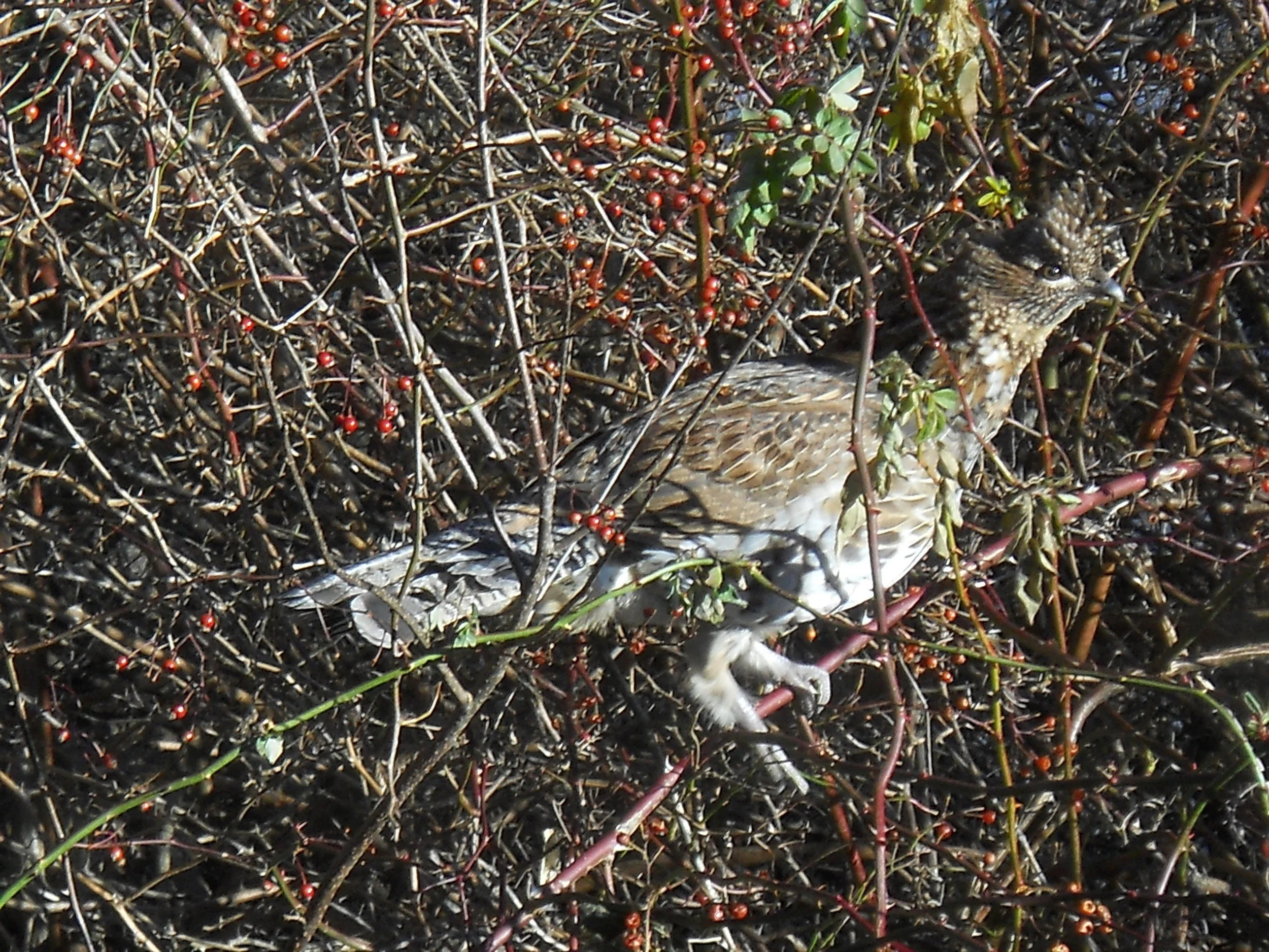 Ruffed Grouse
