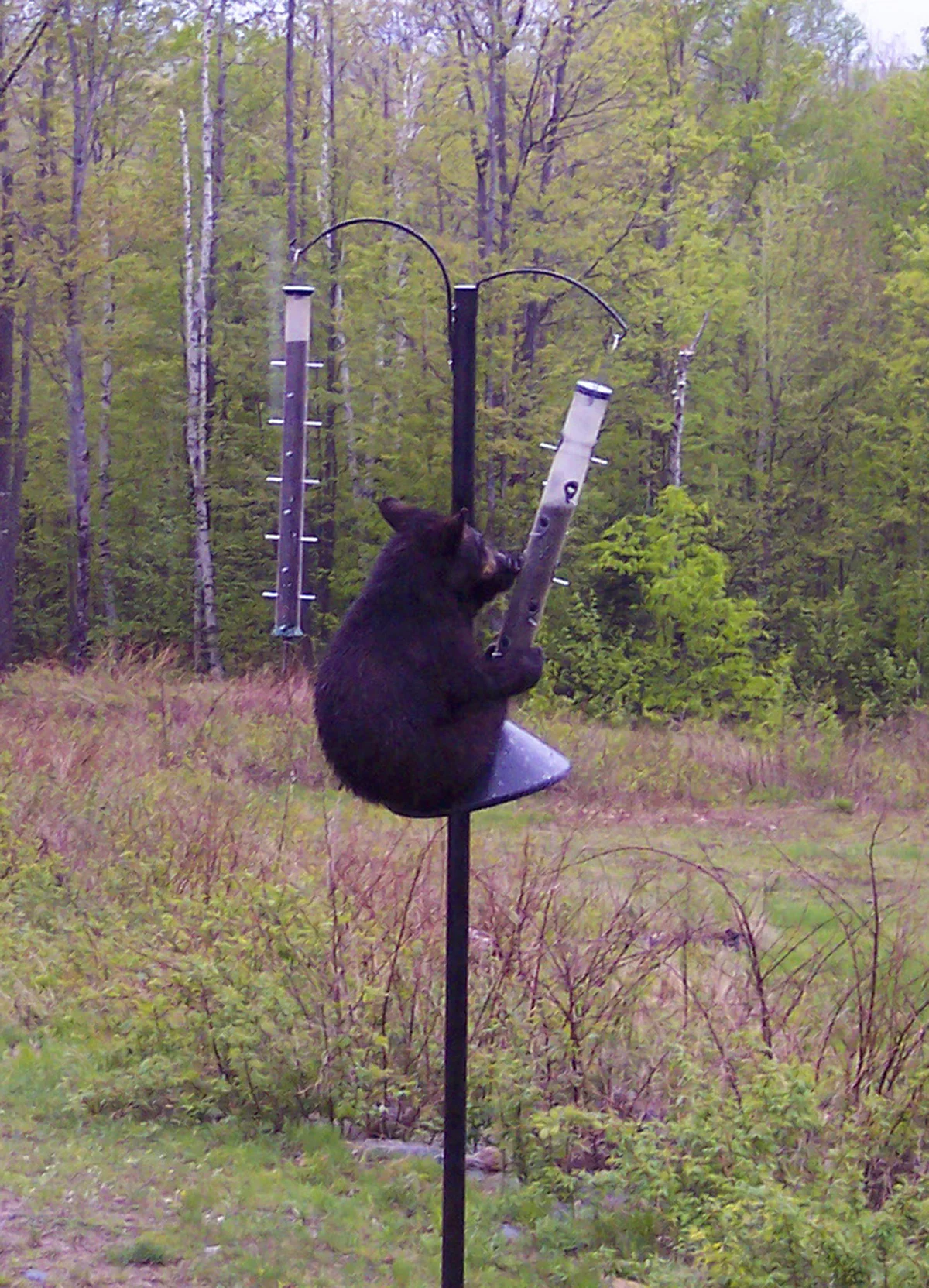 Baby Bear on Baffle