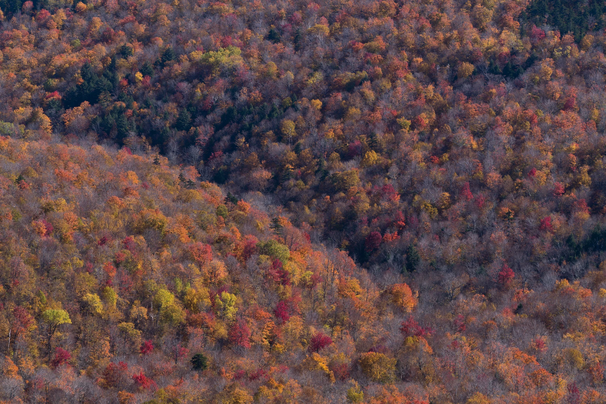Foliage Off Cardigan Ledge