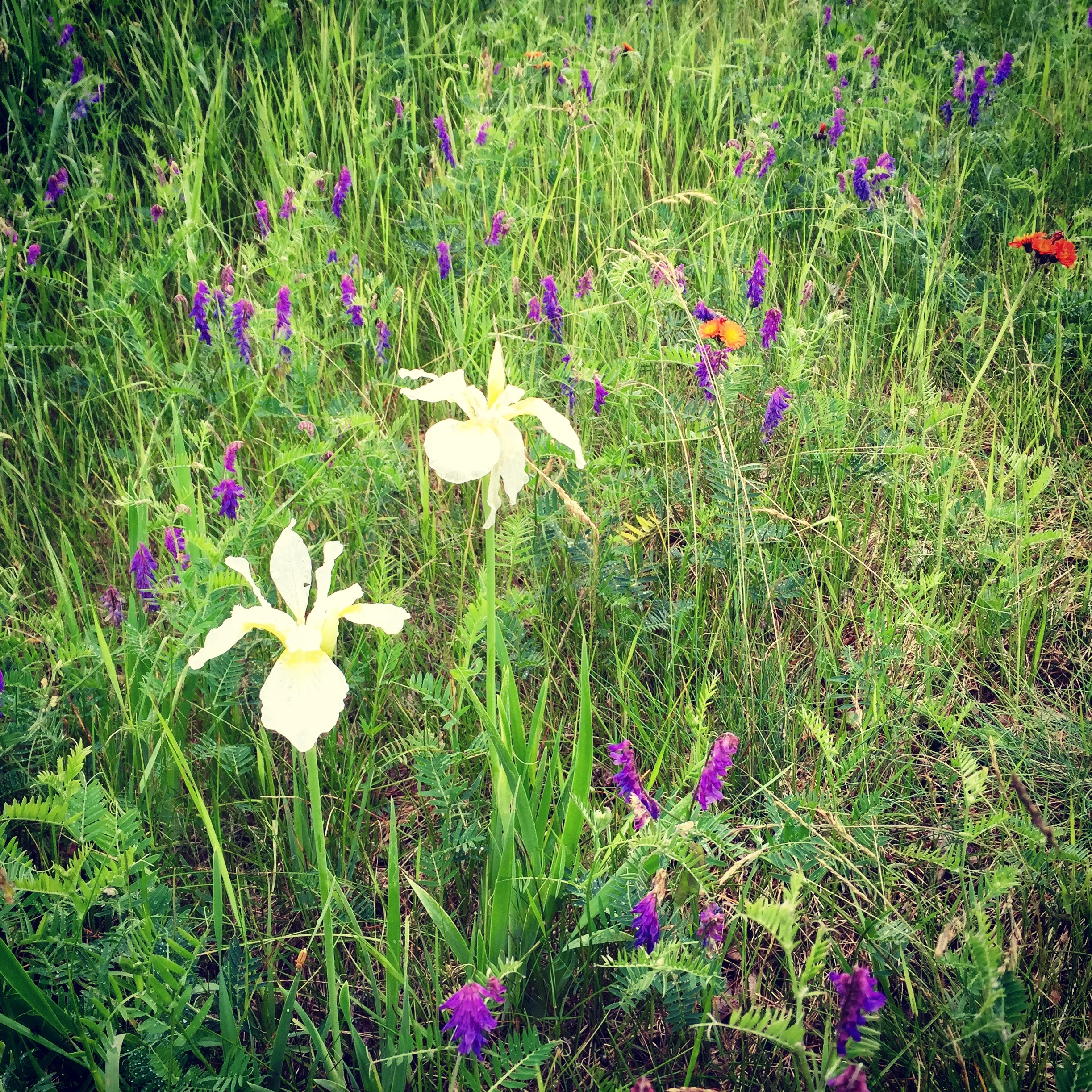 Iris on the Heinrichs Meadow