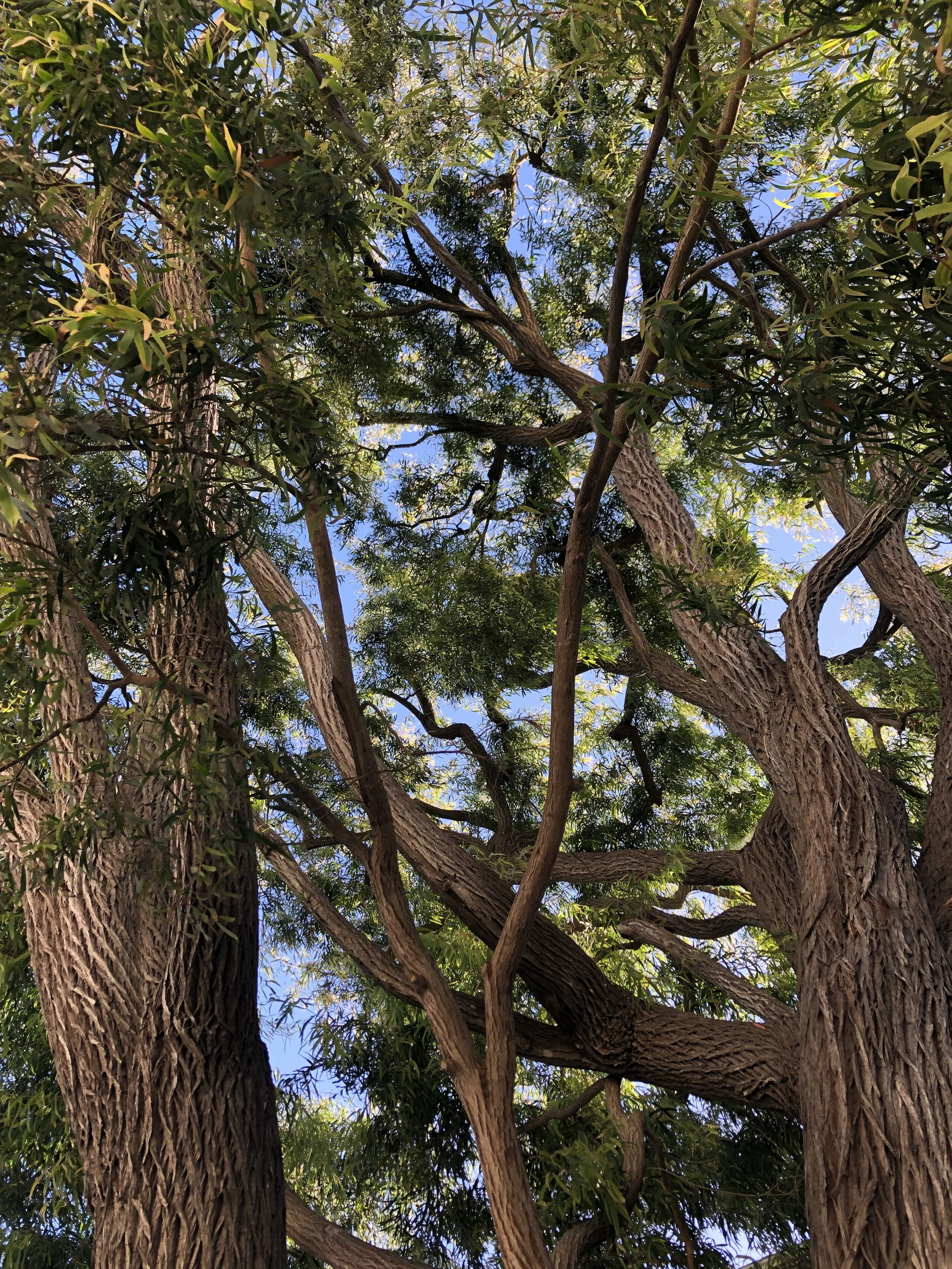 Think branches of pine trees