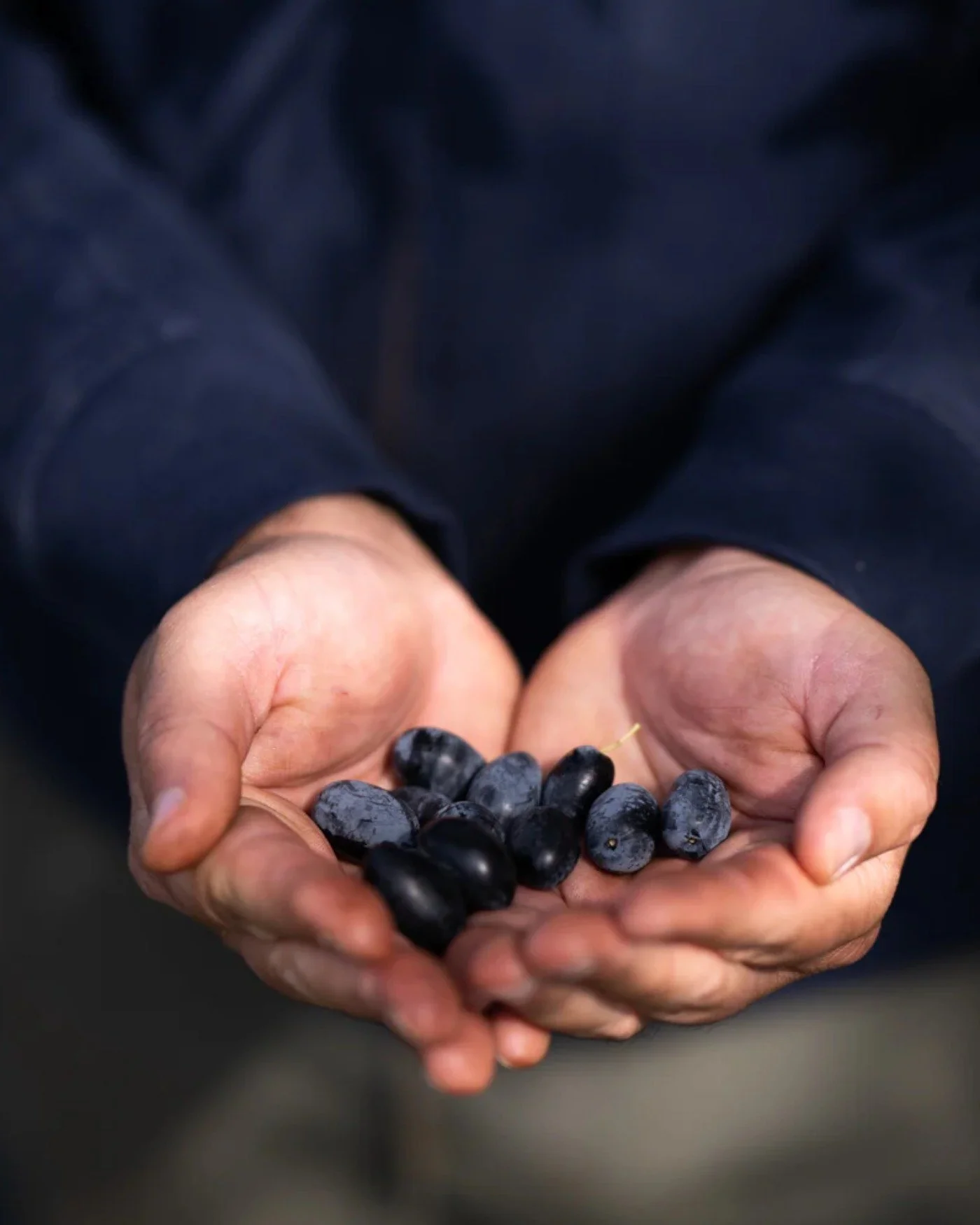 🌿 New Harvest 2025&ndash;2026
High phenolic. Organic. Rare.
Pre-order now for December 2025 delivery and taste purity at its peak.
The grove is calling.
.
.
.
#eumelia
#sparti
#oliveoil