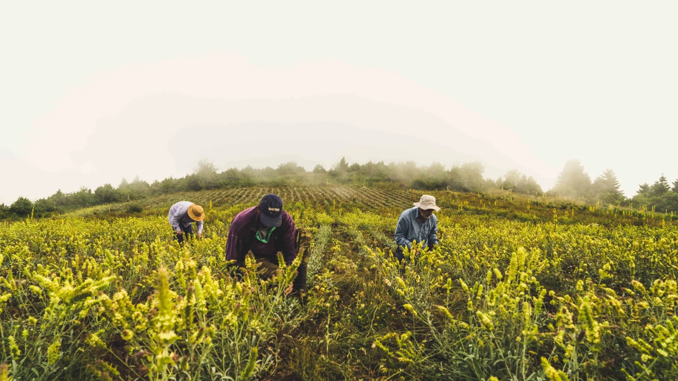 CORPHES &times; KIMISOO
Coming soon to KIMISOO LAB

Rooted in Greek land and guided by conscious craftsmanship, CORPHES is a brand that distills nature into ritual. Each product is a quiet dialogue between earth, science, and sensory experience&mdash